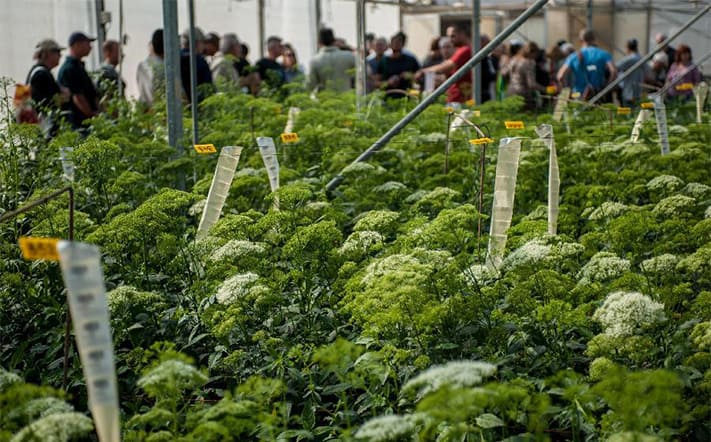 du-lịch-Israel-Agriculture-in-the-Arava-711