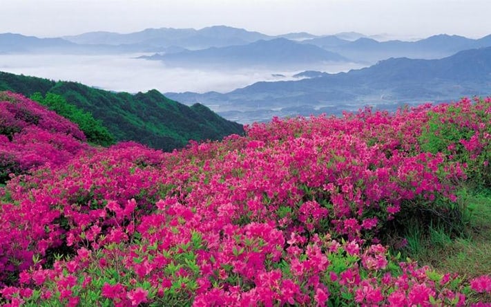 du-lịch-ấn-độ-Valley-of-Flowers-Uttarakhand-711