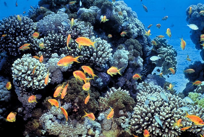 du-lịch-israel-eliat-Gulf-of-Eilat-(Red-Sea)-coral-reefs-711