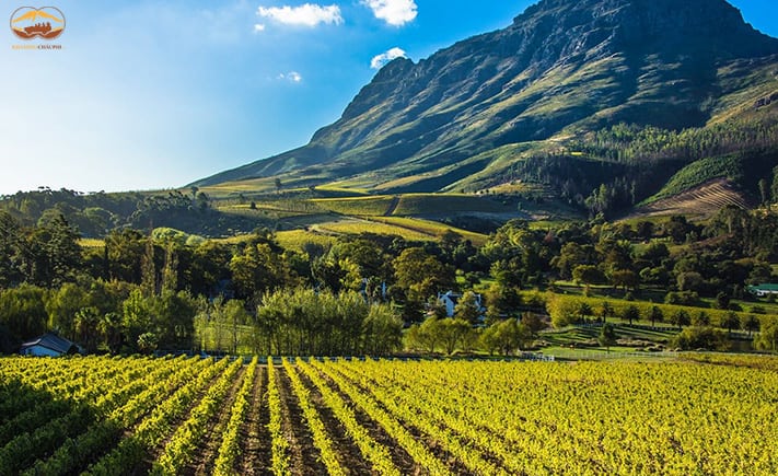 Du lich Stellenbosch