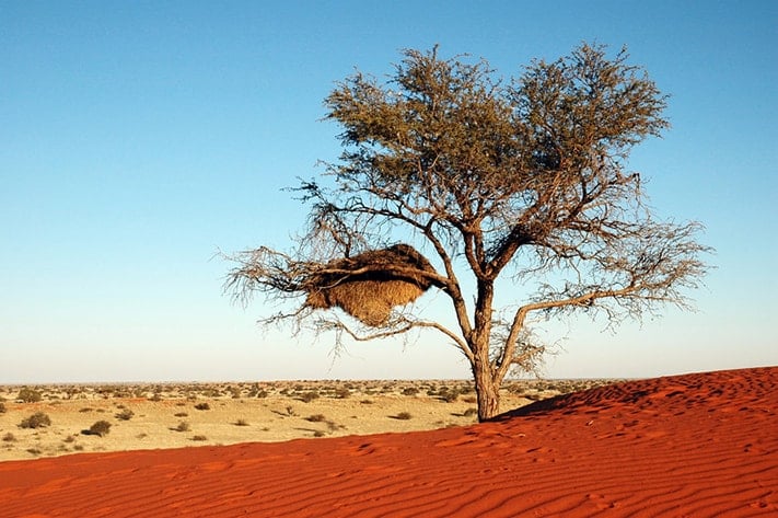 du-lịch-nam-phi-Kalahari-birdnest-711