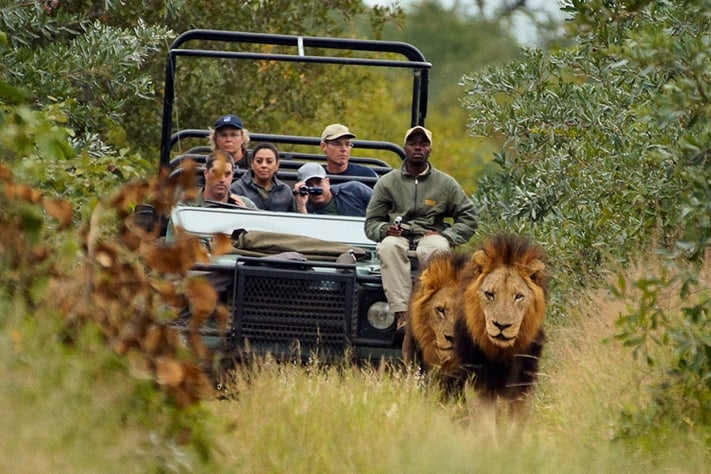 du-lịch-nam-phi-thám-hiểm-kruger-trên-oto