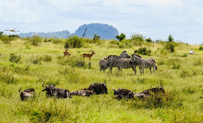 Du-lịch-nam-phi-động-vật-ở-kruger