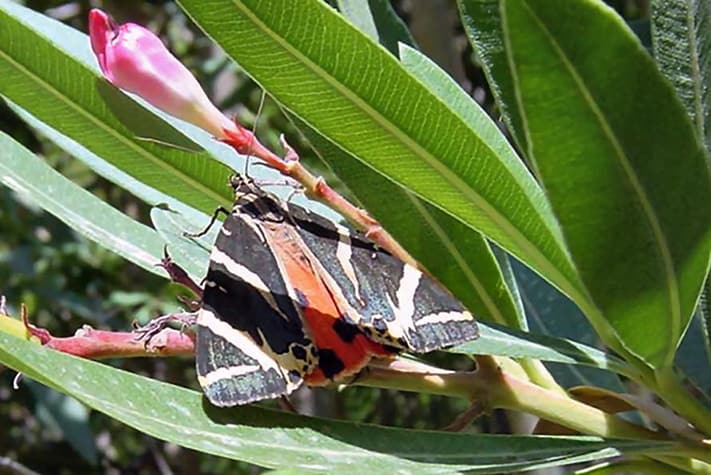 địa-điểm-du-lịch-thổ-nhĩ-kỳ-butterfly_valley_jersey_tiger01 copy