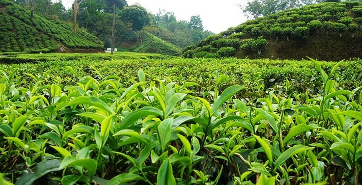 du-lịch-bangladesh-Sylhet-garden-tea-711
