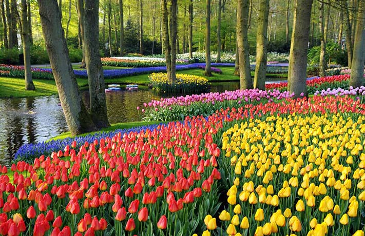 du-lịch-hà-lan-Keukenhof-Tulips-711