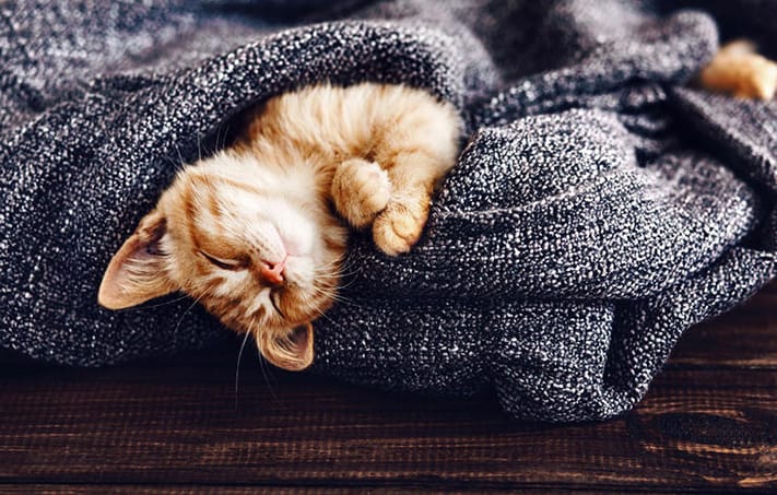 văn-hóa-đan-mạch-hygge-celebrateseason-cat-711