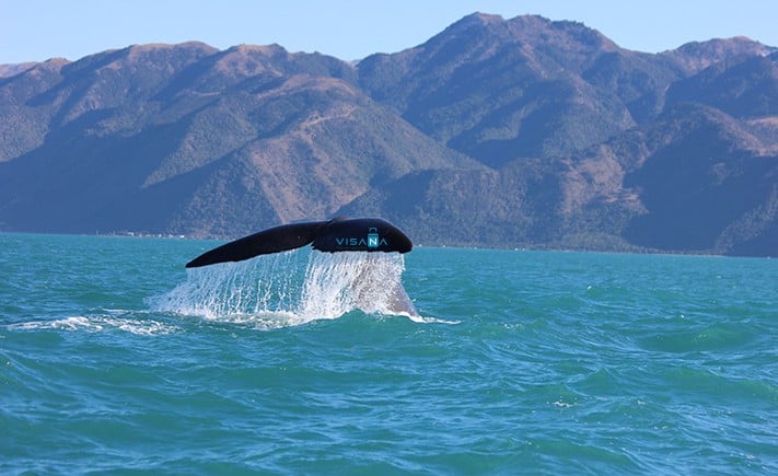 Du_lich_new_zealand_Kaikoura
