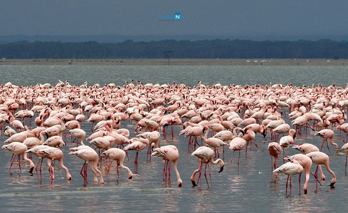 Ho_Naruku_Kenya