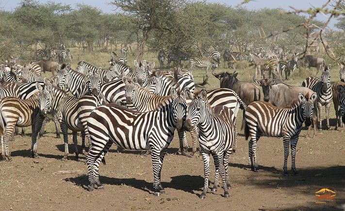 Masai Mara