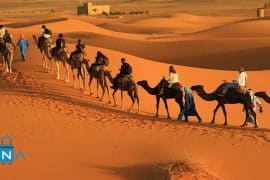 Nên đi tour Safari Châu Phi có người hướng dẫn hay tự đi?