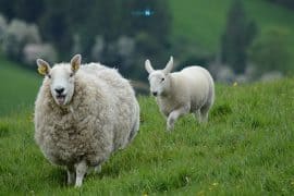 Tổng hợp bí kíp ăn chơi Ireland