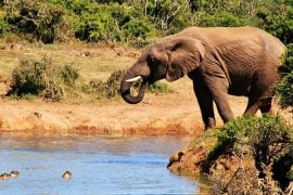 Du lịch Nam Phi - Ngất lịm trước cảnh đẹp của thiên nhiên hoang dã