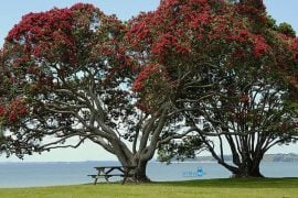 vv88bet định cư New Zealand